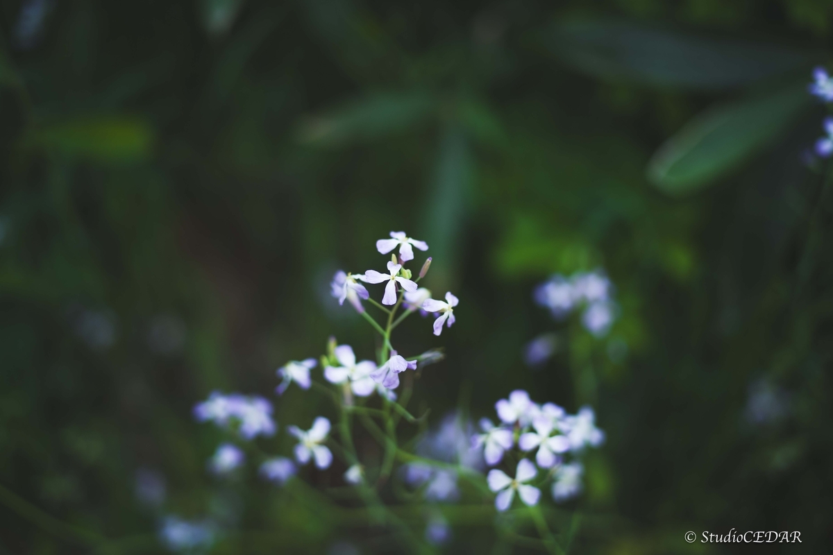 Body:Leica M10 Lens:Summilux 50mm F1.4 ASPH. 4th