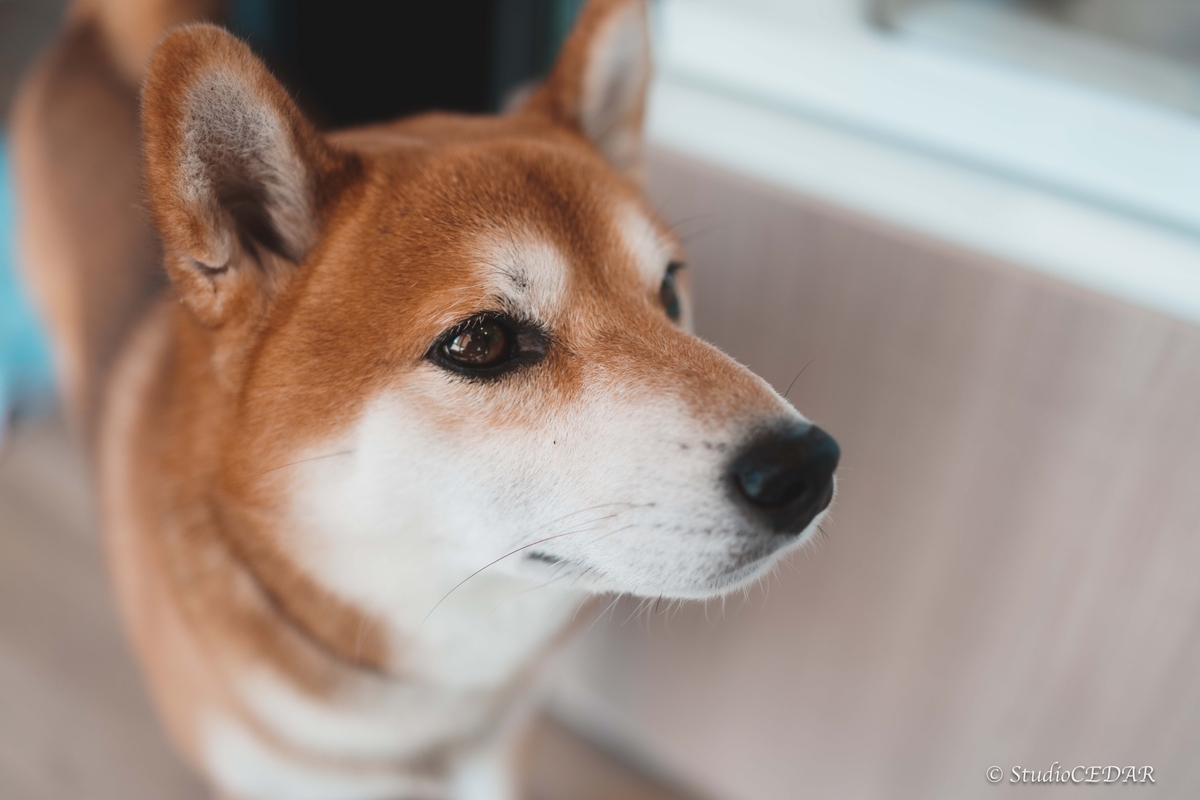 SONY RX1R3 RX1RⅢ 作例