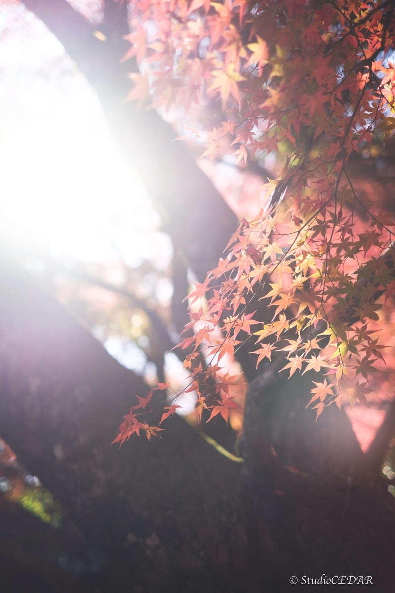 FUJIFILM X-E2 作例