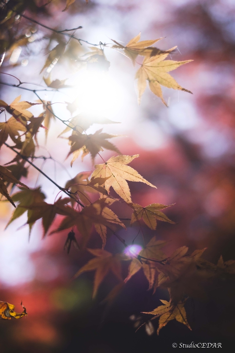 FUJIFILM X-E2 作例