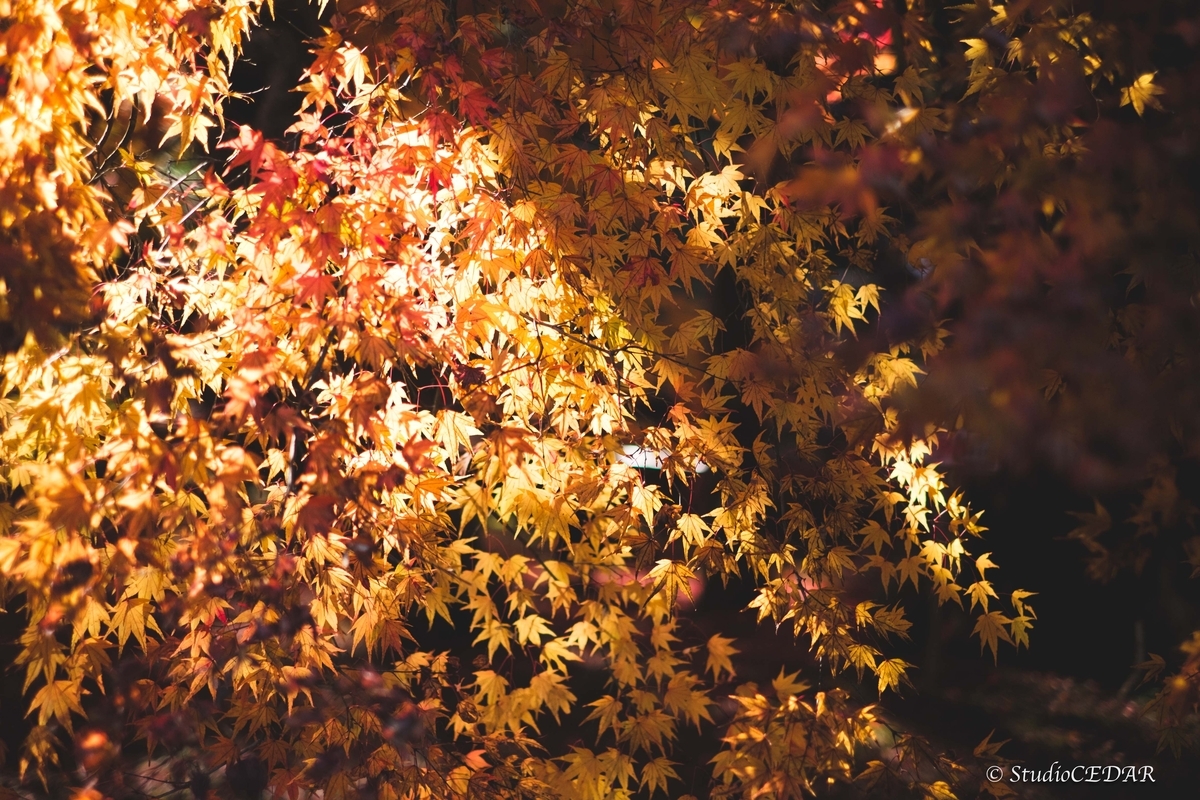 FUJIFILM X-E2 作例