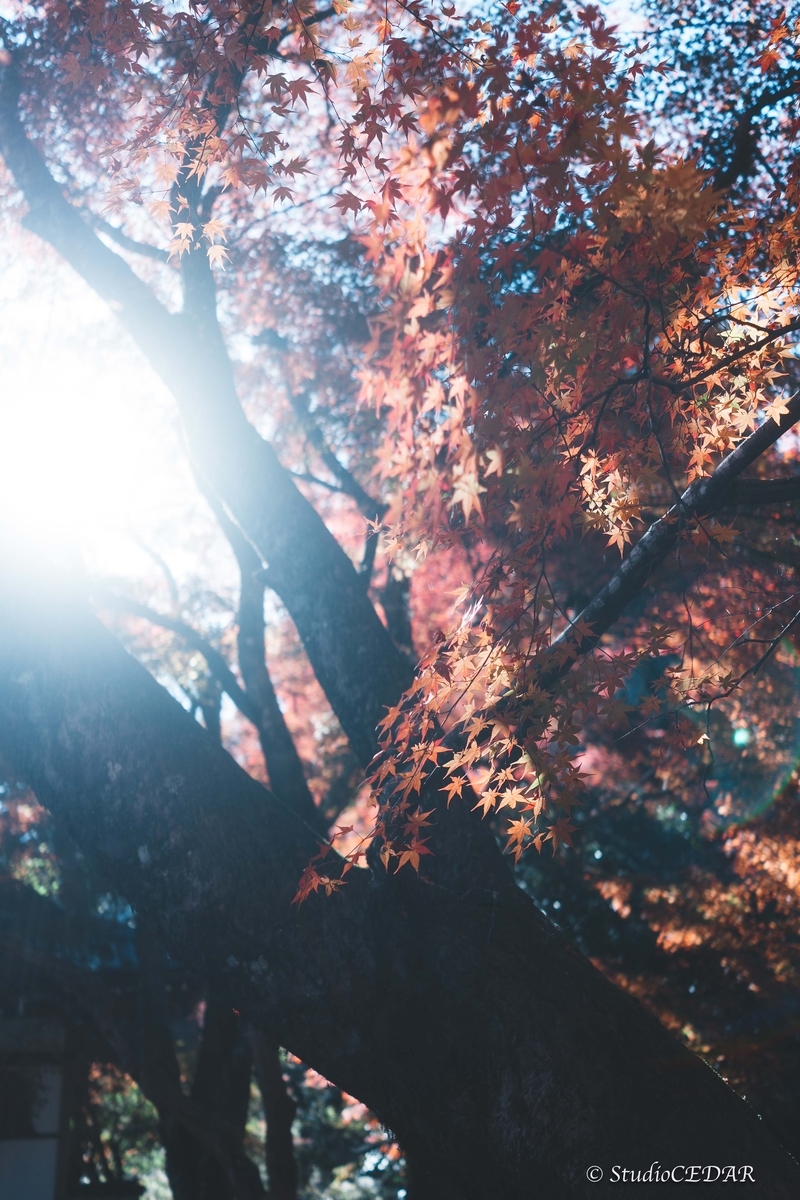 SONY RX1R3 作例