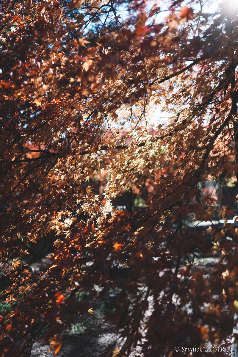 SONY RX1R3 作例