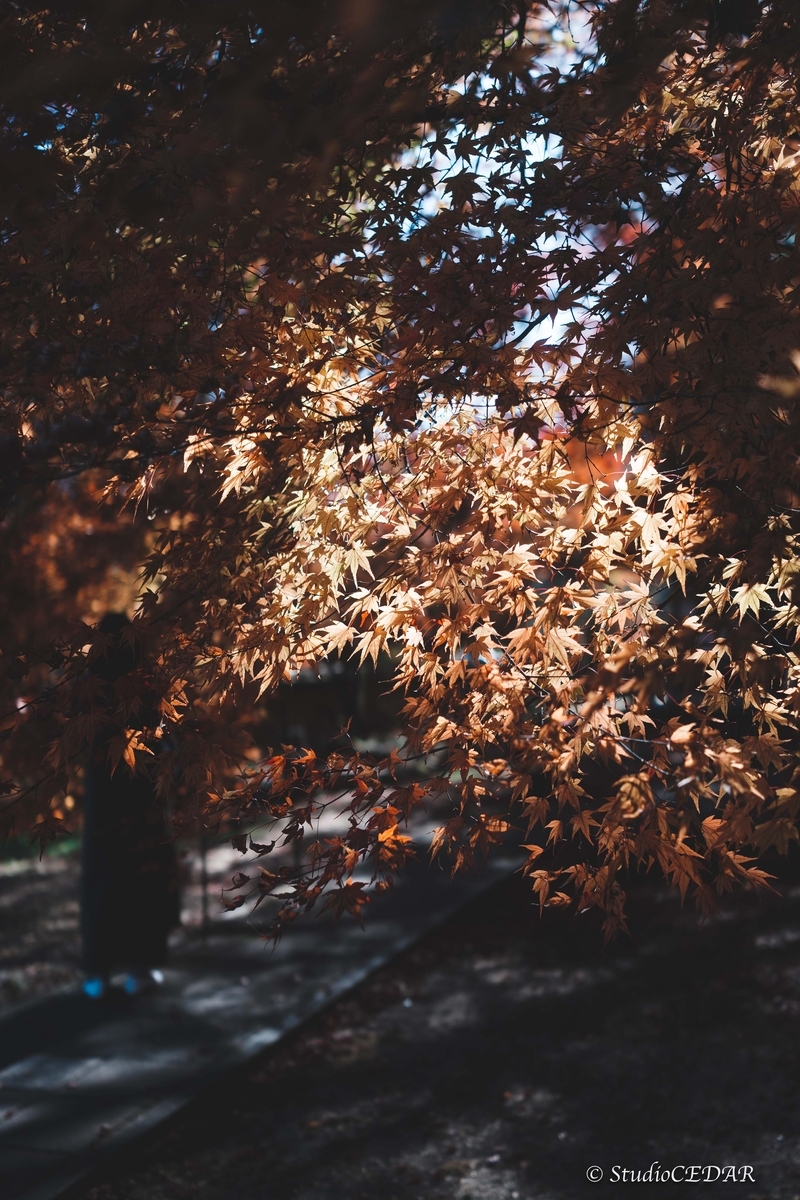 SONY RX1R3 作例
