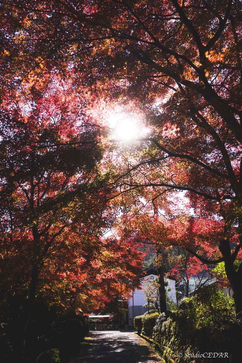 SONY RX1R3 作例