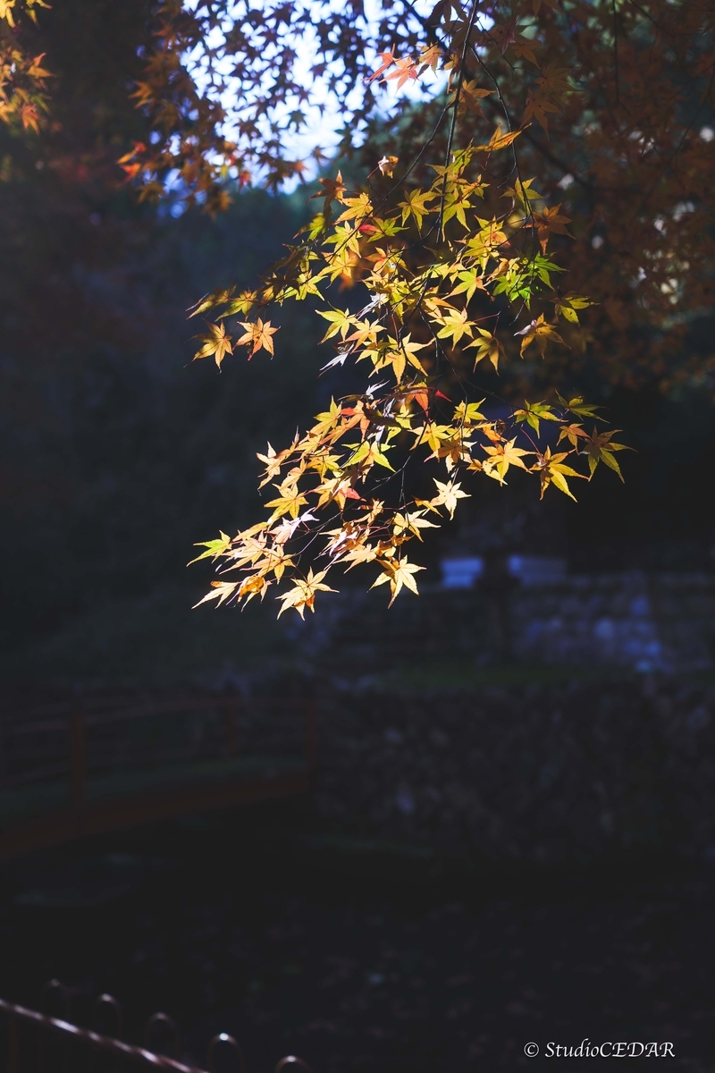 SONY RX1R3 作例