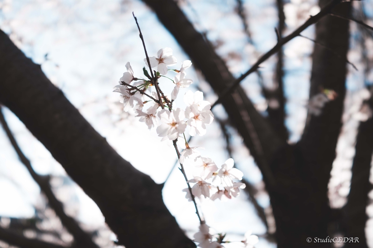 SONY RX1R3 作例
