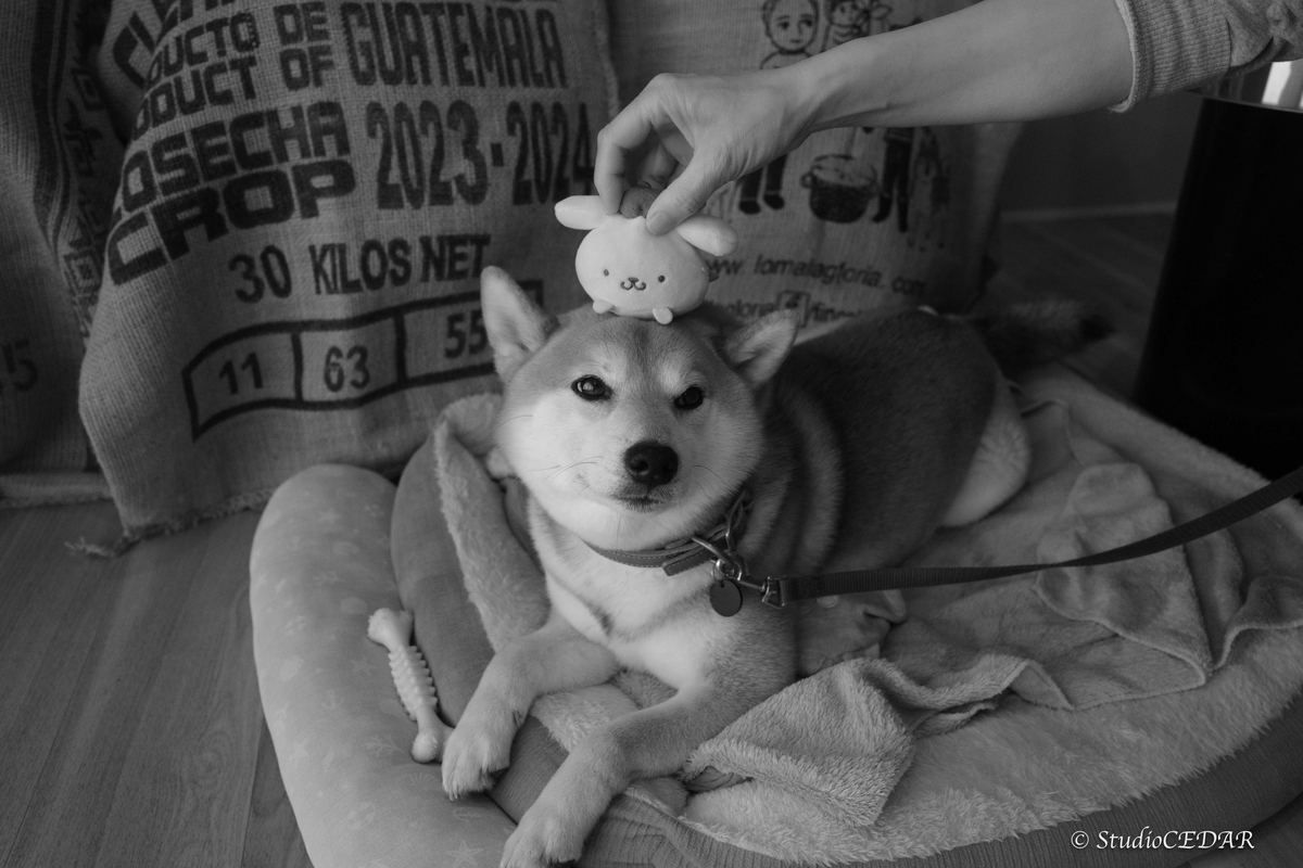 RICOH GRⅣ monochrome モノクローム 作例