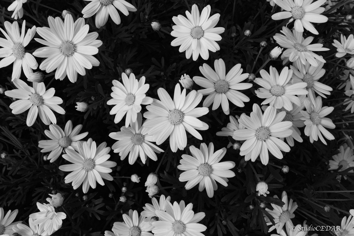 RICOH GRⅣ monochrome モノクローム 作例
