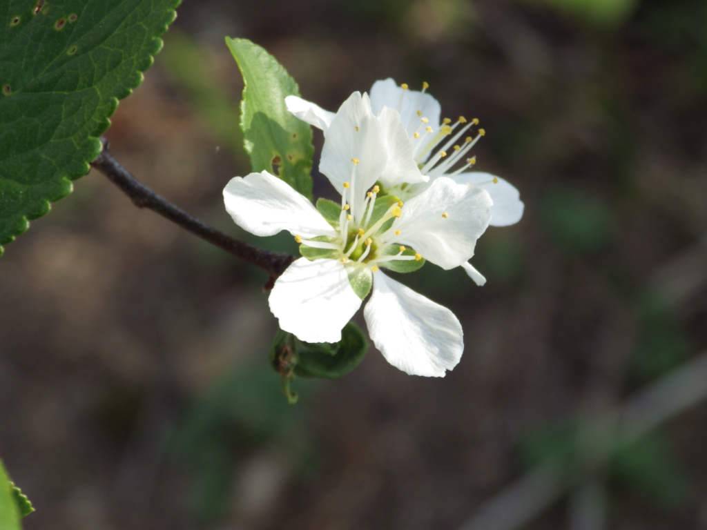 プラムの花が咲きました ウイスキーと語る