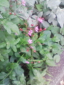 [草][花][植物]ハゼラン