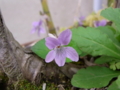 [花][草][植物]スミレ