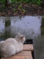 [猫]雨やどり