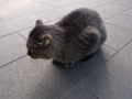 [猫]猫