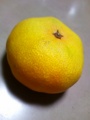 [植物][物][食べ物]ハウスみかん
