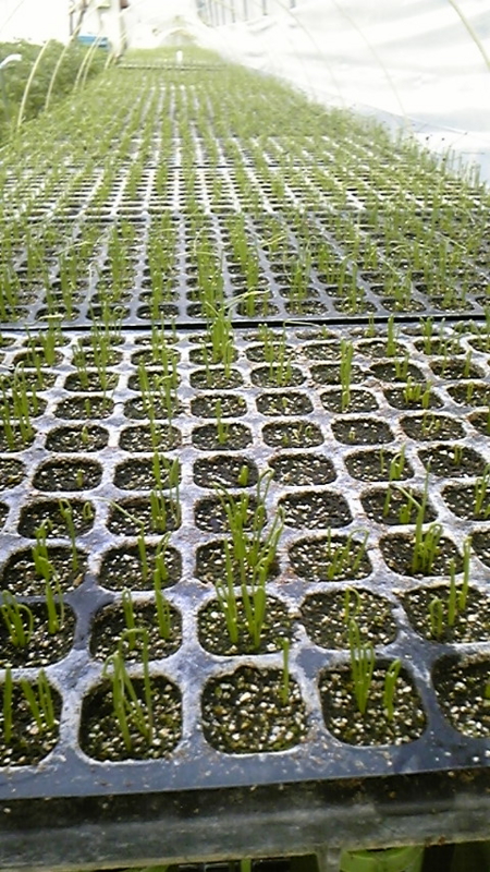 f:id:SugaFarm:20100408084437j:image