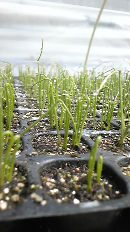f:id:SugaFarm:20100408090325j:image