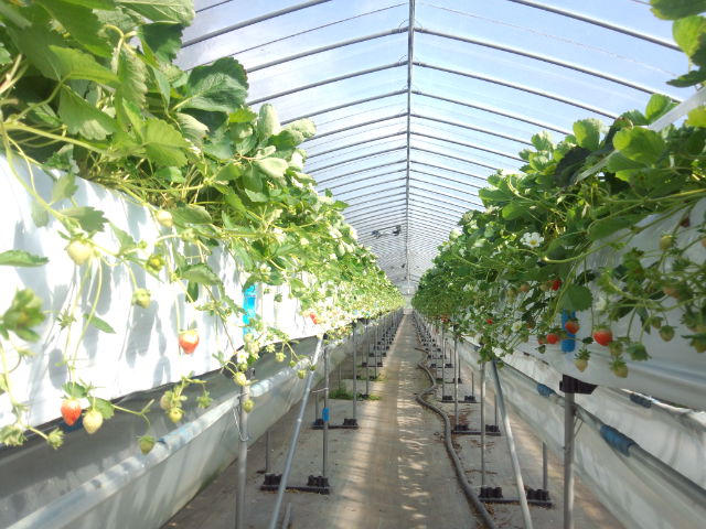 f:id:SugaFarm:20121002131947j:image