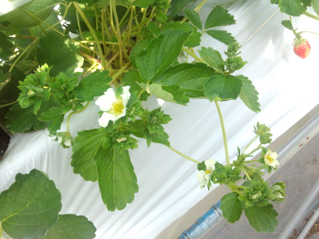 f:id:SugaFarm:20121002132209j:image
