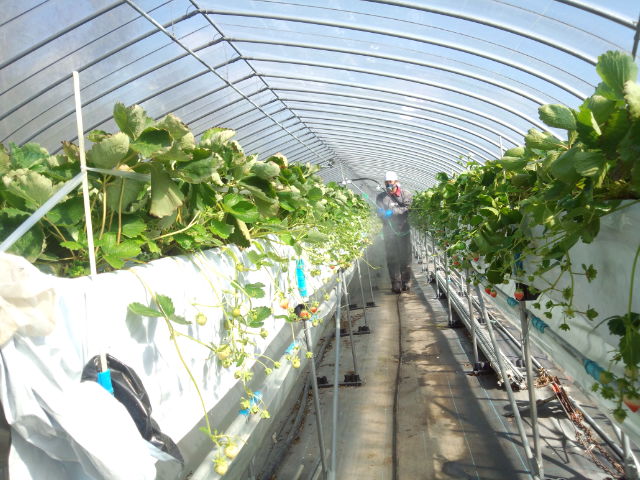 f:id:SugaFarm:20121002133603j:image