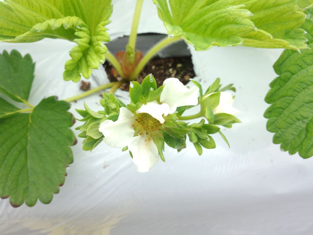 f:id:SugaFarm:20130503111738j:image