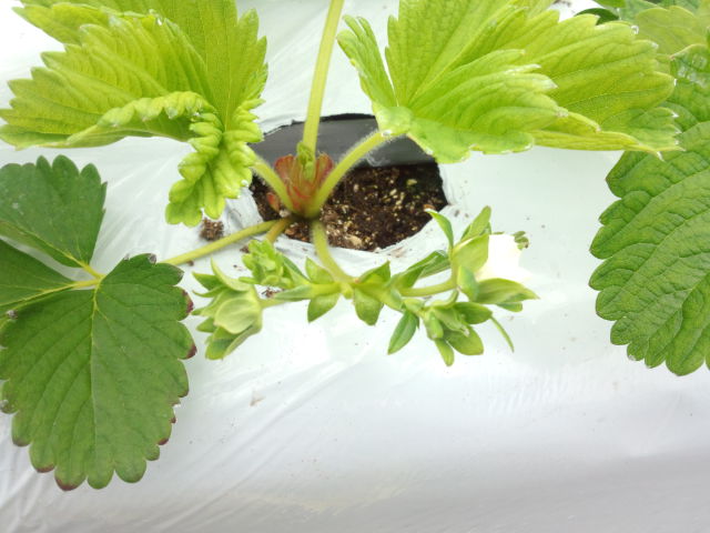 f:id:SugaFarm:20130503111757j:image
