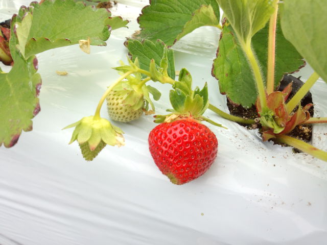 f:id:SugaFarm:20130525065600j:image