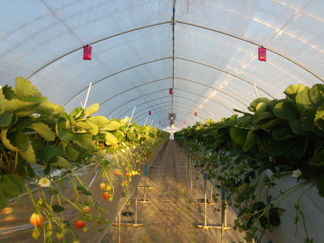 f:id:SugaFarm:20141024155639j:image f:id:SugaFarm:20141024155639j:image