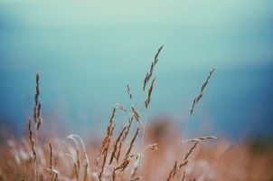 country-nature-fields