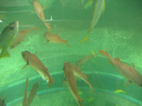 f:id:Sugatake:20051229023934j:image