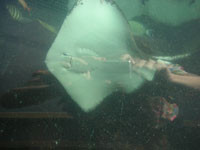f:id:Sugatake:20051229024028j:image