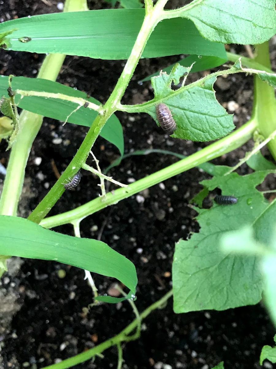 f:id:Suiten:20210625193743p:plain