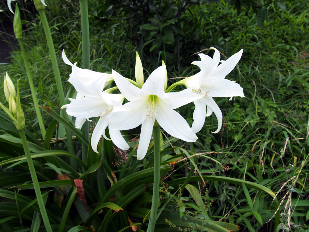 f:id:SukiyakiSong:20180723104229j:image f:id:SukiyakiSong:20180723104229j:image