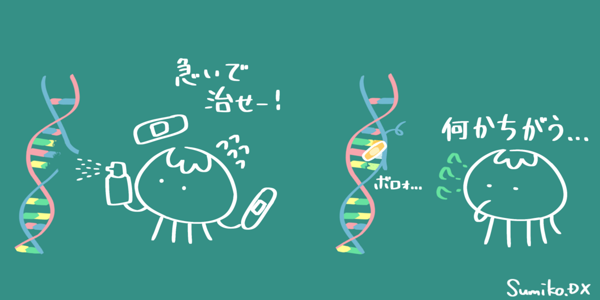 放射線で傷ついたDNAの修復