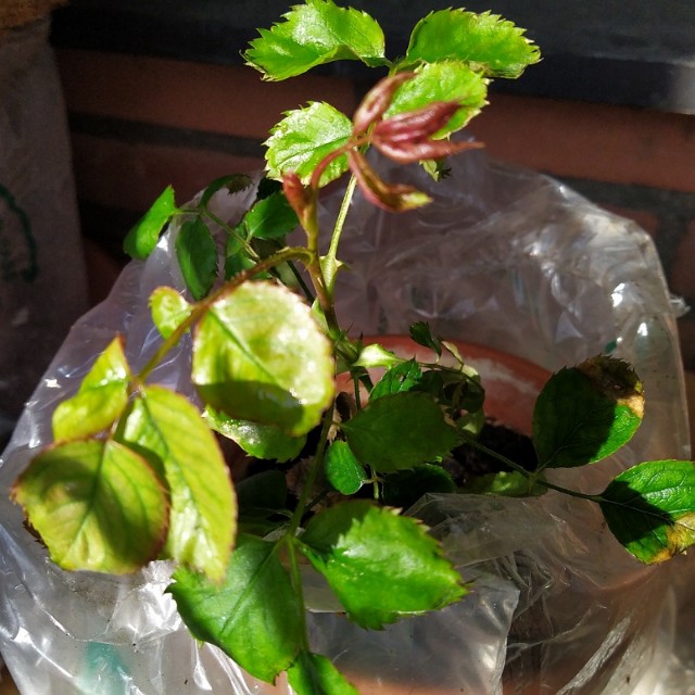 柑橘類の挿し木 Sunnygarden S Blog