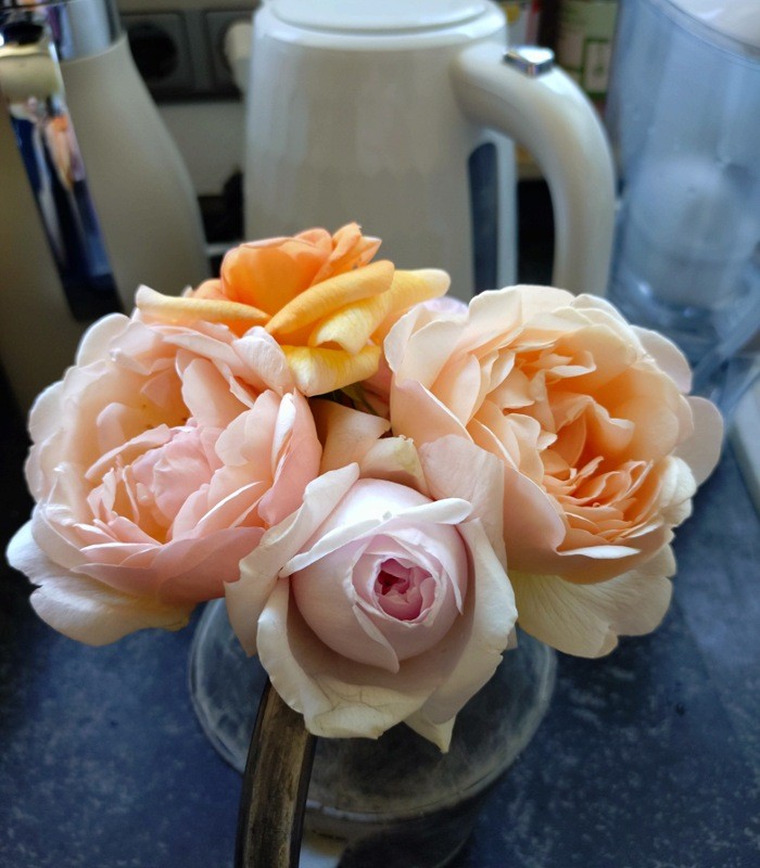 f:id:SunnyGarden:20260601040328j:image