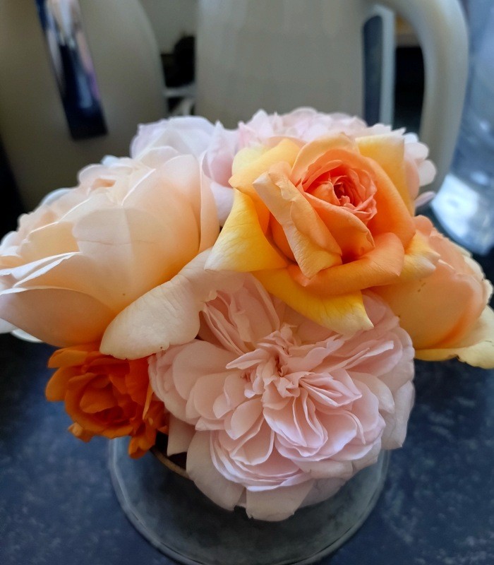 f:id:SunnyGarden:20260601040329j:image