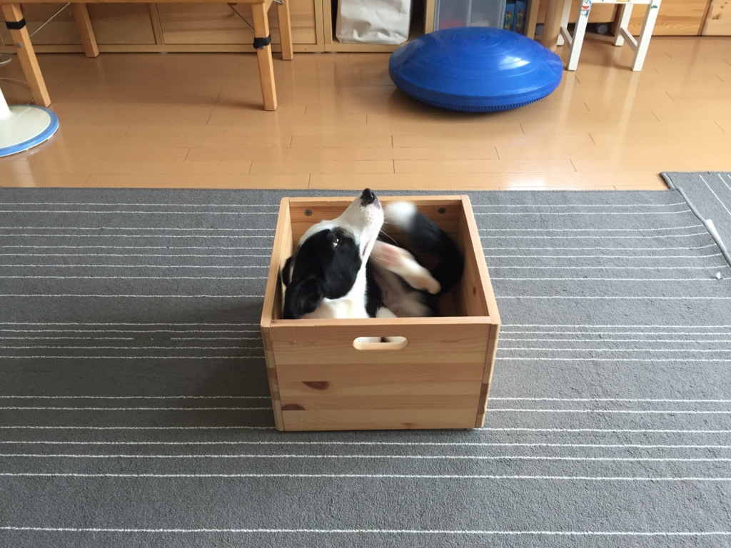 f:id:SunnySideDogs:20160719212406j:plain f:id:SunnySideDogs:20160719212406j:plain