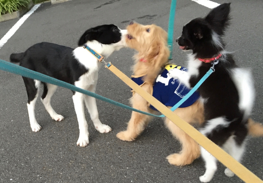 f:id:SunnySideDogs:20160719222617j:plain f:id:SunnySideDogs:20160719222617j:plain