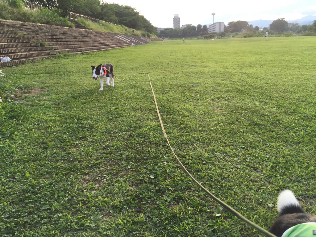 f:id:SunnySideDogs:20160719222834j:plain f:id:SunnySideDogs:20160719222834j:plain