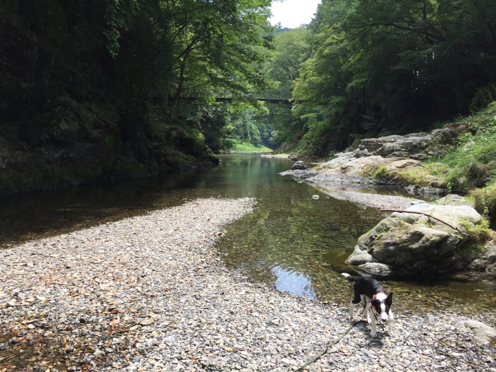 f:id:SunnySideDogs:20160719222952j:plain f:id:SunnySideDogs:20160719222952j:plain