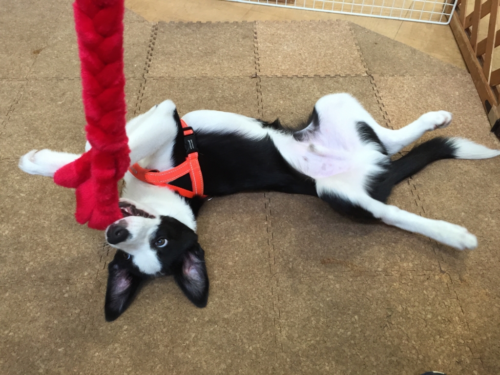 f:id:SunnySideDogs:20160719230137j:plain f:id:SunnySideDogs:20160719230137j:plain