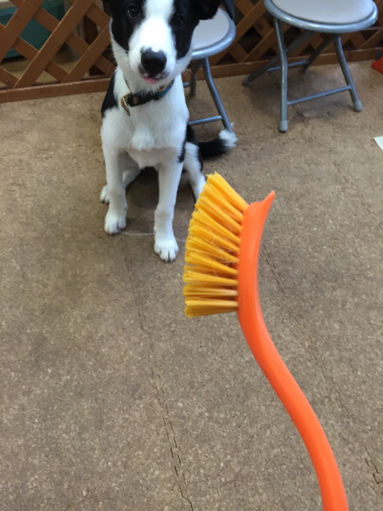 f:id:SunnySideDogs:20160719230821j:plain f:id:SunnySideDogs:20160719230821j:plain