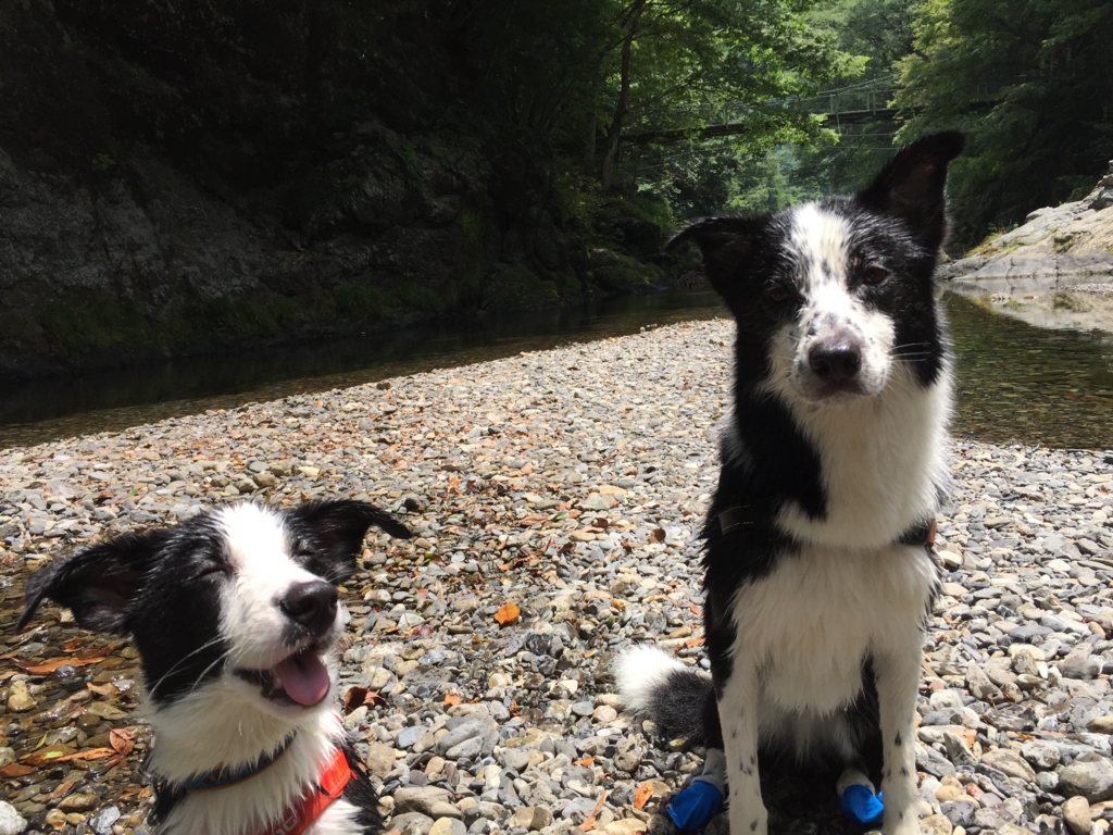 f:id:SunnySideDogs:20160719231544j:plain f:id:SunnySideDogs:20160719231544j:plain