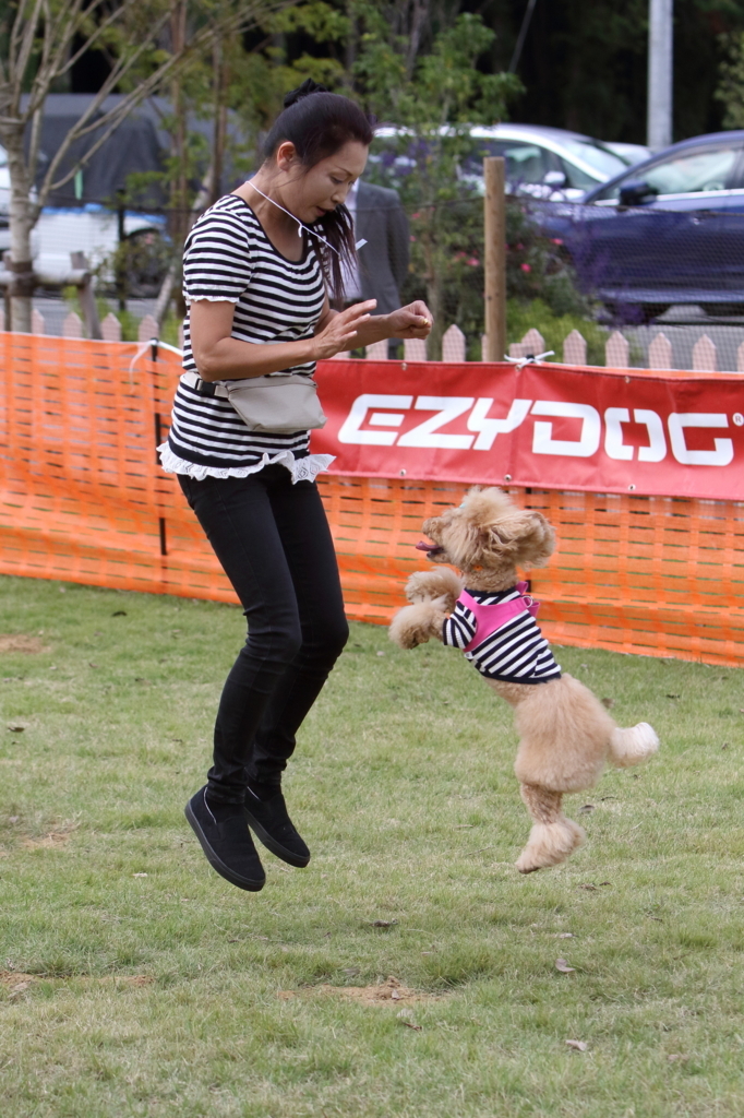 f:id:SunnySideDogs:20171016170233j:plain