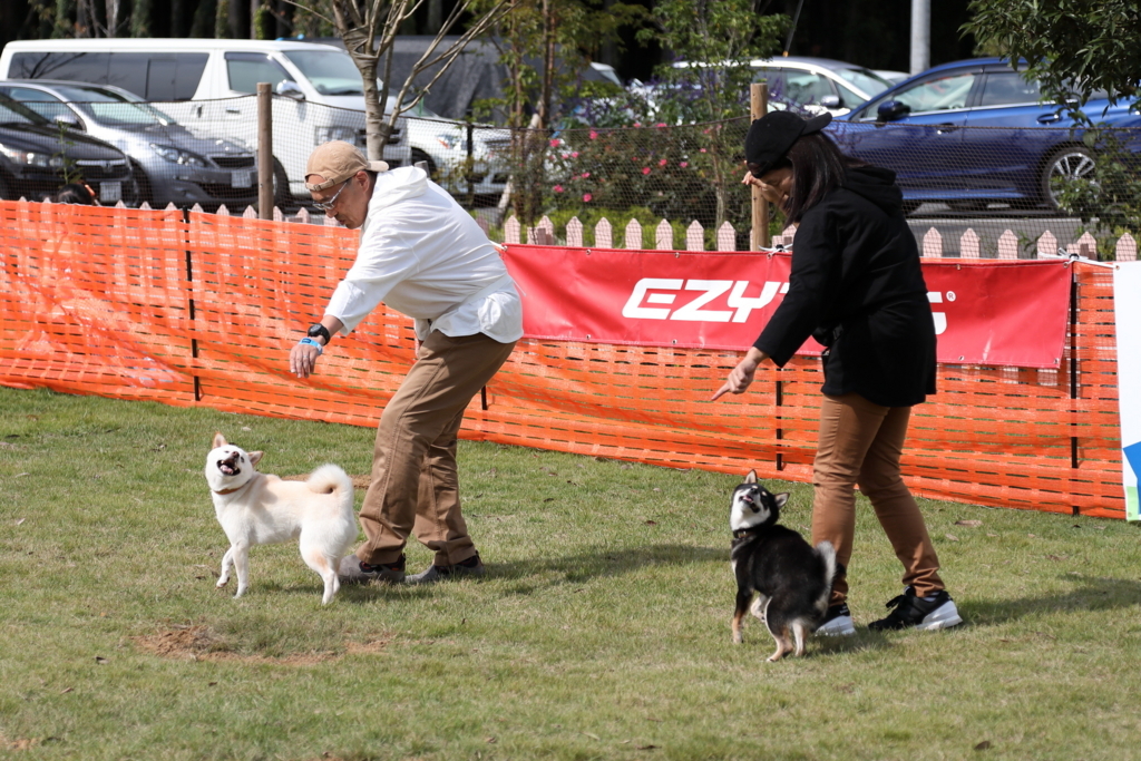 f:id:SunnySideDogs:20171016170339j:plain