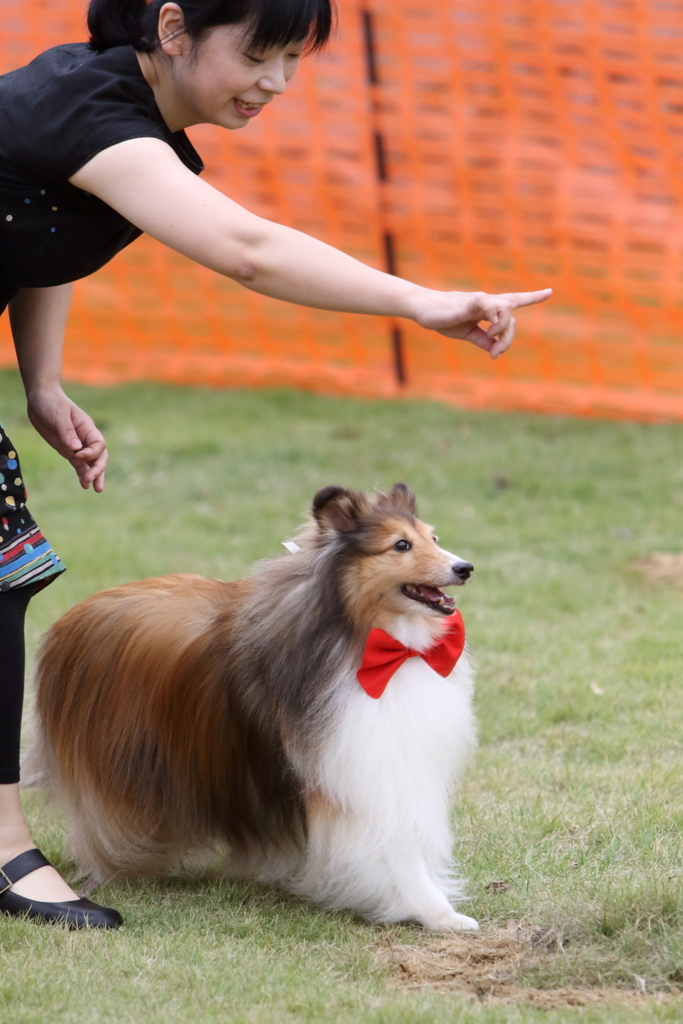 f:id:SunnySideDogs:20171016173441j:plain