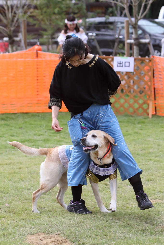 f:id:SunnySideDogs:20171016173929j:plain