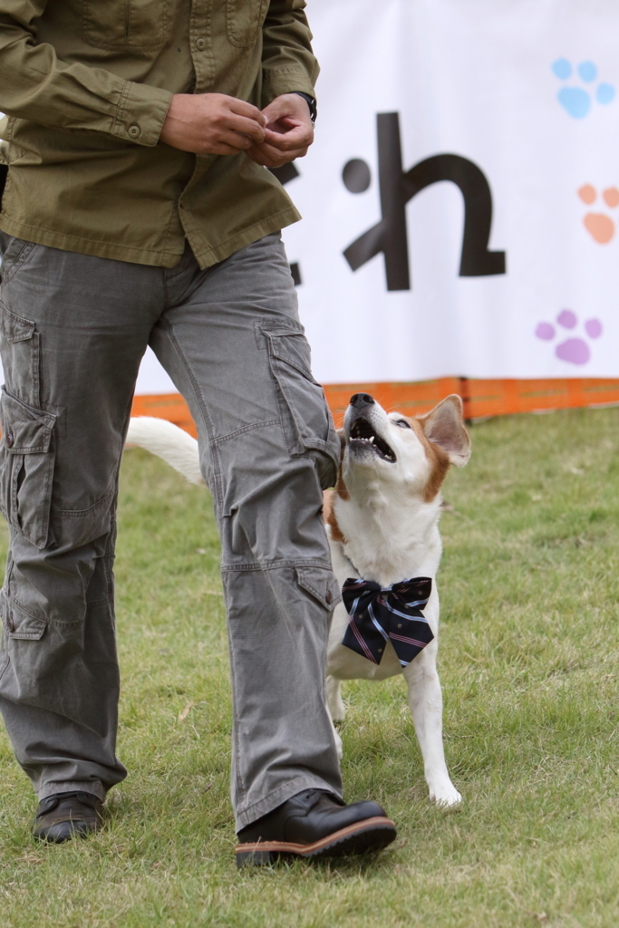 f:id:SunnySideDogs:20171016174052j:plain