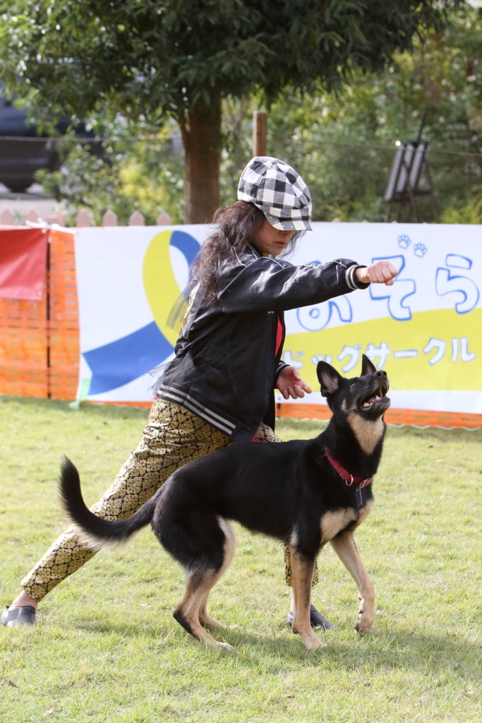 f:id:SunnySideDogs:20171017000107j:plain